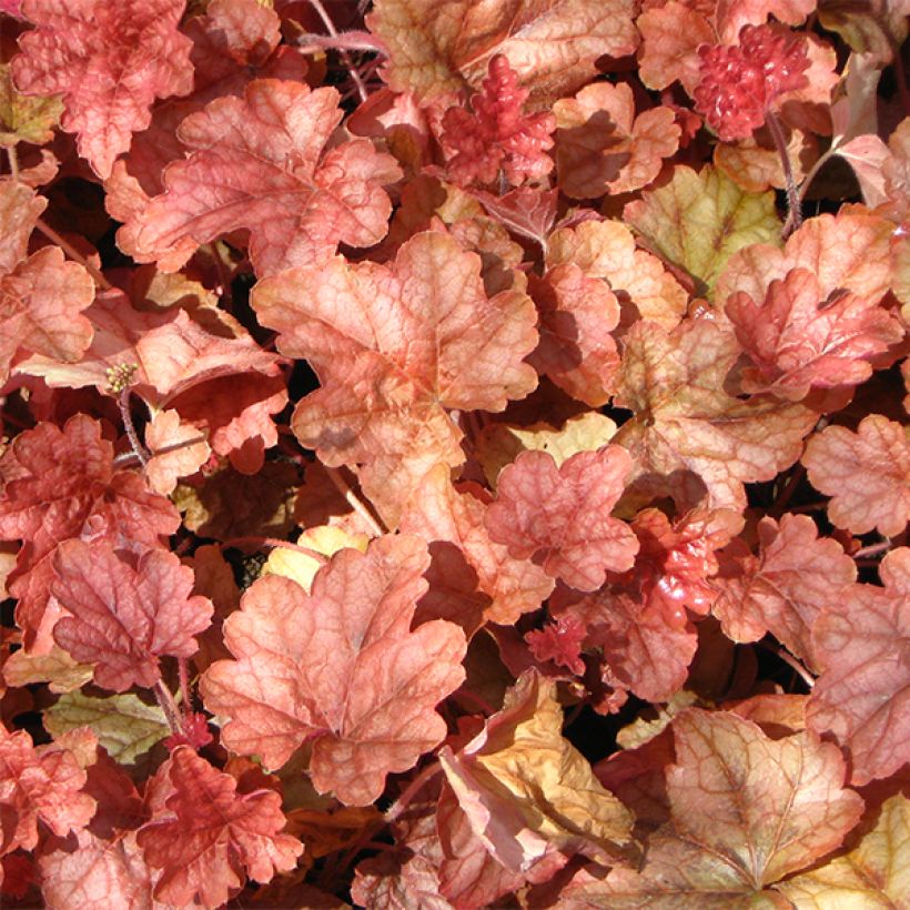 Haltiankukka Copper Cascade (Lehvistö)