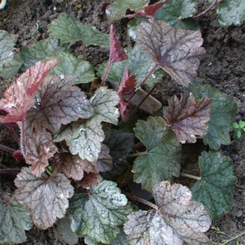 Haltiankukka - Heucherella Silver Streak (Lehvistö)