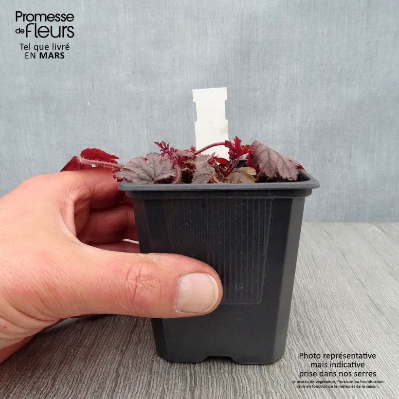 Esimerkki keväällä toimitetusta Haltiankukka - Heucherella Silver Streak Godet de 8/9 cm-taimesta