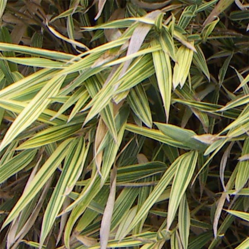 Hibanobambusa tranquillans Shiroshima (Lehvistö)