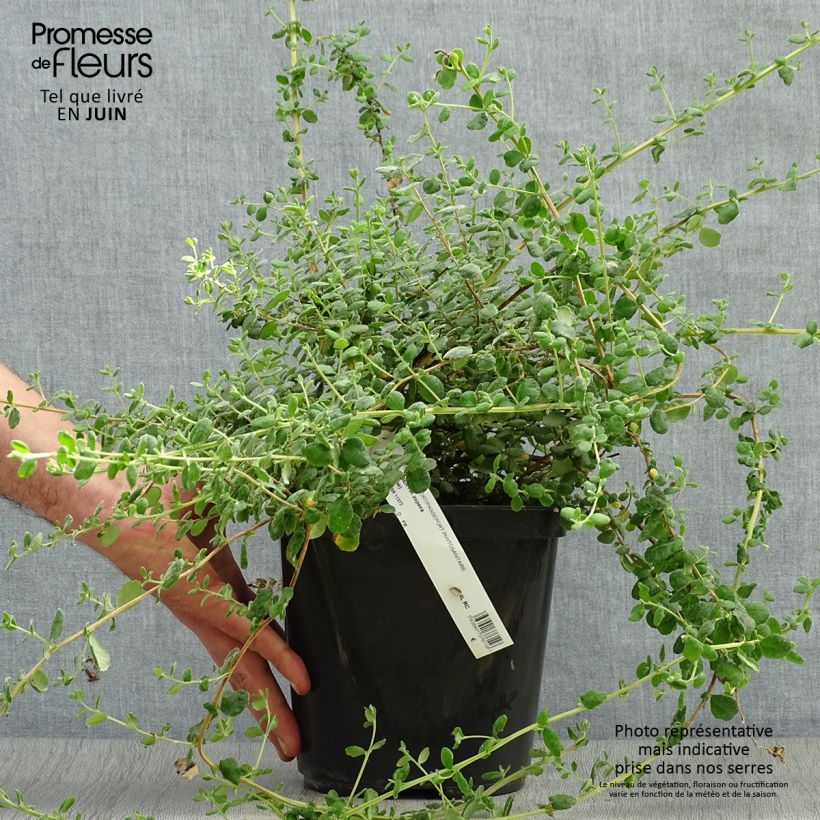 Esimerkki kesällä toimitetusta Hibbertia aspera Pot de 4L/5L-taimesta
