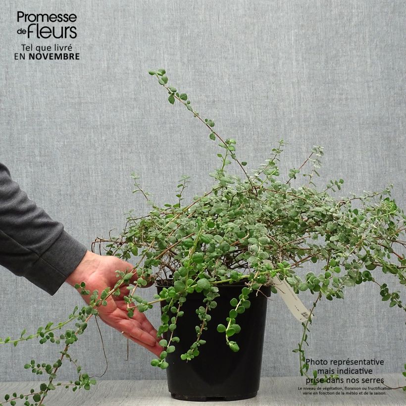 Esimerkki syksyllä toimitetusta Hibbertia aspera 4 litran/5 litran ruukku-taimesta