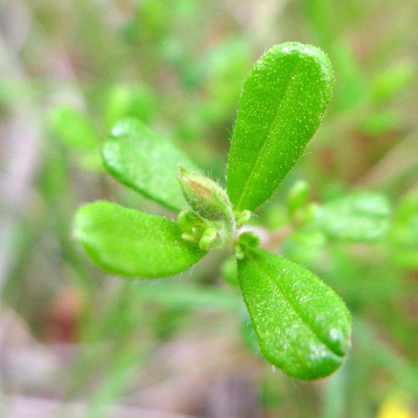 Hibbertia aspera (Lehvistö)