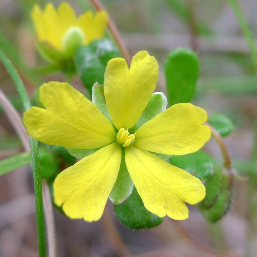 Hibbertia aspera (Kukinta)