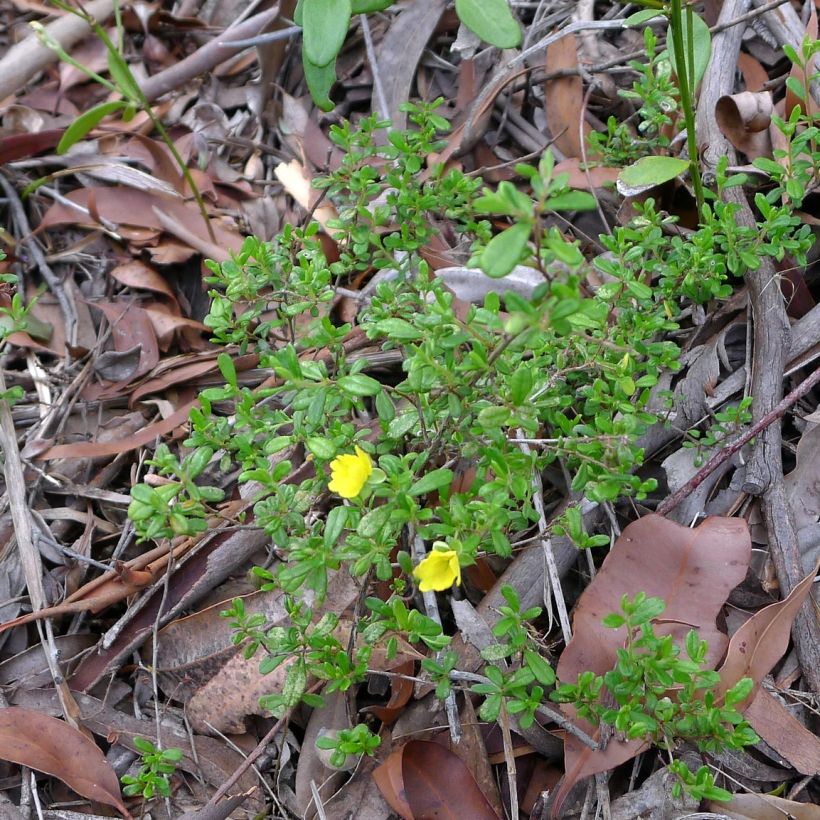 Hibbertia aspera (Kasvutapa)