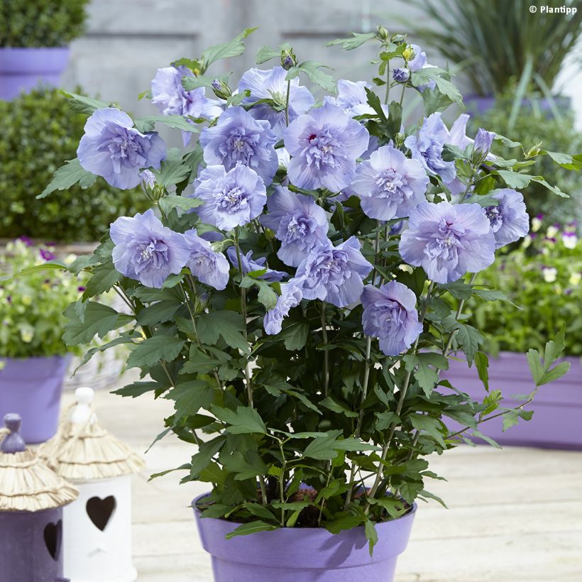 Syyrianhiiskus Blue Chiffon (Kasvutapa)