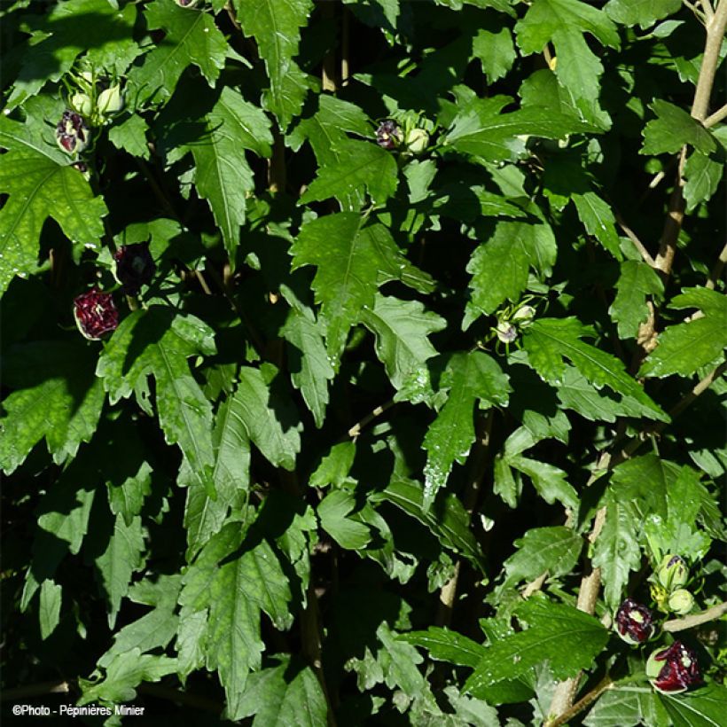 Syyrianhiiskus French Cabaret Purple (Lehvistö)