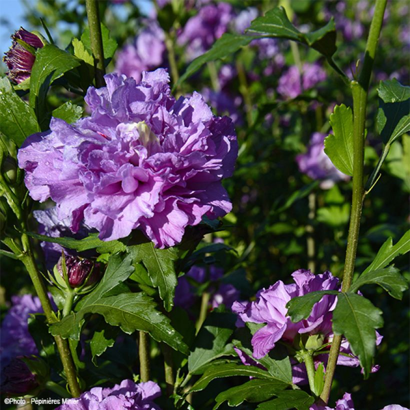Syyrianhiiskus French Cabaret Purple (Kukinta)