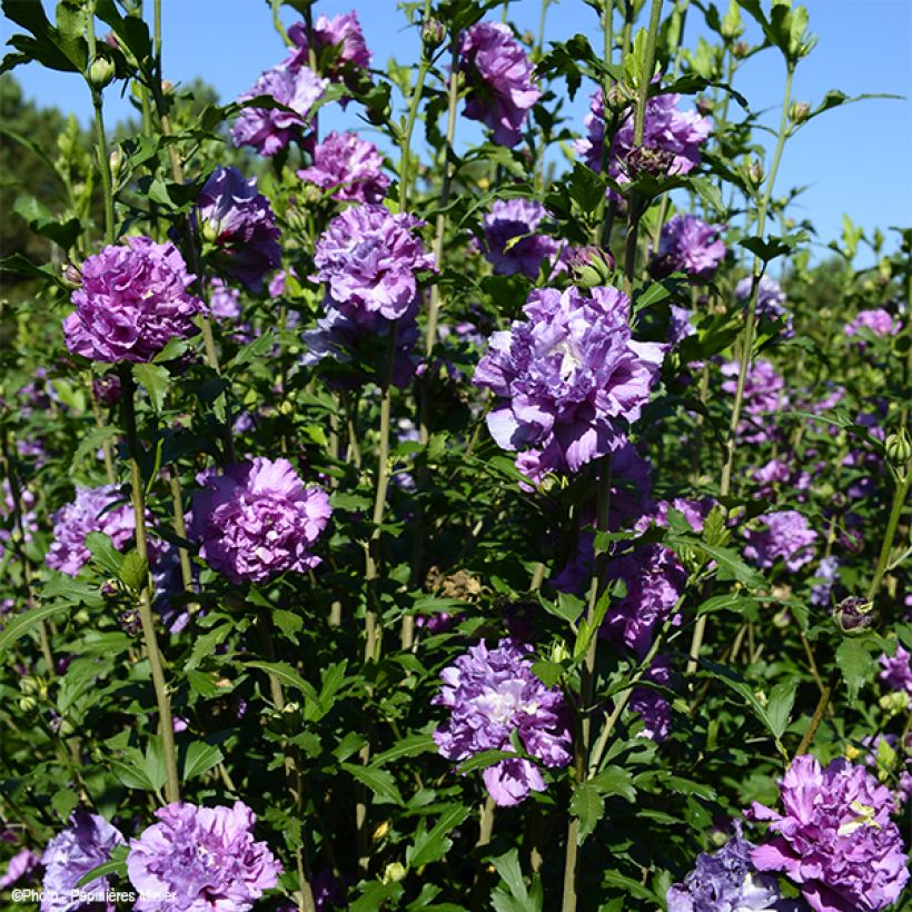 Syyrianhiiskus French Cabaret Purple (Kasvutapa)