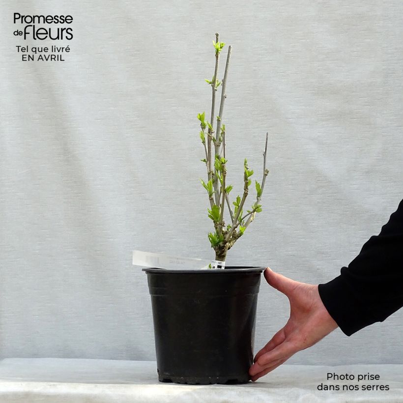 Esimerkki keväällä toimitetusta Syyrianhiiskus French Cabaret Purple Ruukku 3L / 4L-taimesta