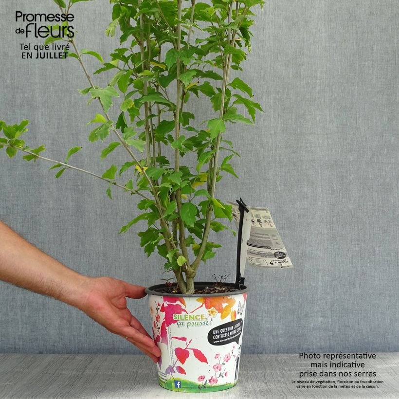 Esimerkki kesällä toimitetusta Syyrianhiiskus French Cabaret Red Pot de 3L/4L-taimesta