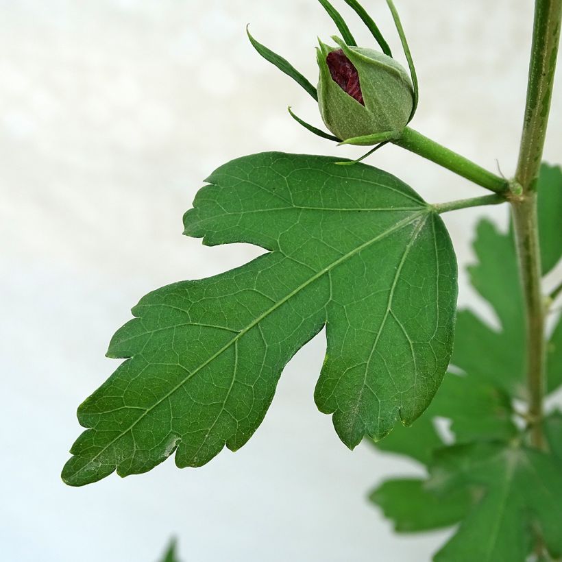 Syyrianhiiskus Pink Giant (Lehvistö)