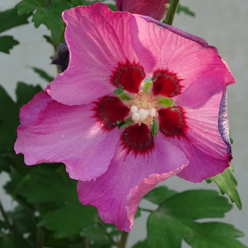 Syyrianhiiskus Pink Giant (Kukinta)