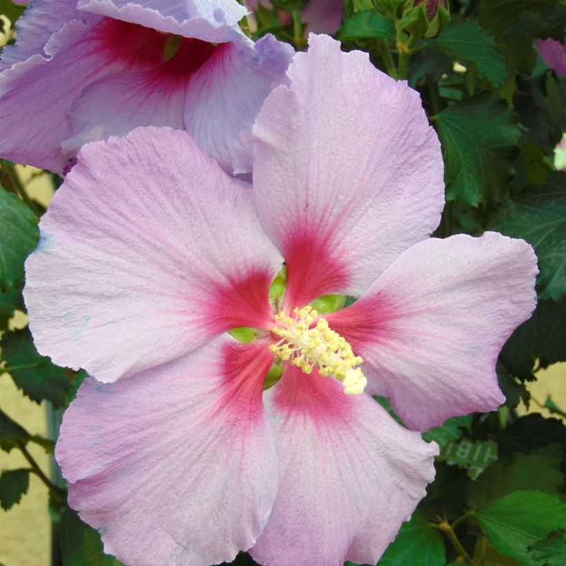 Hibiskus Rose Moon (Kukinta)