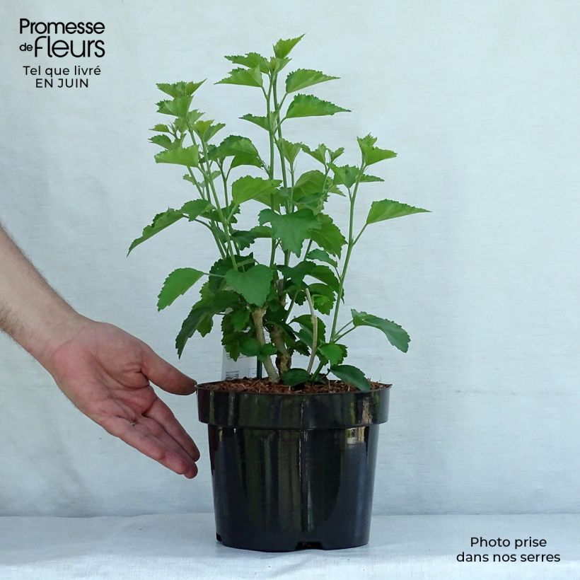 Esimerkki kesällä toimitetusta Hibiskus Rose Moon Pot de 3L/4L-taimesta