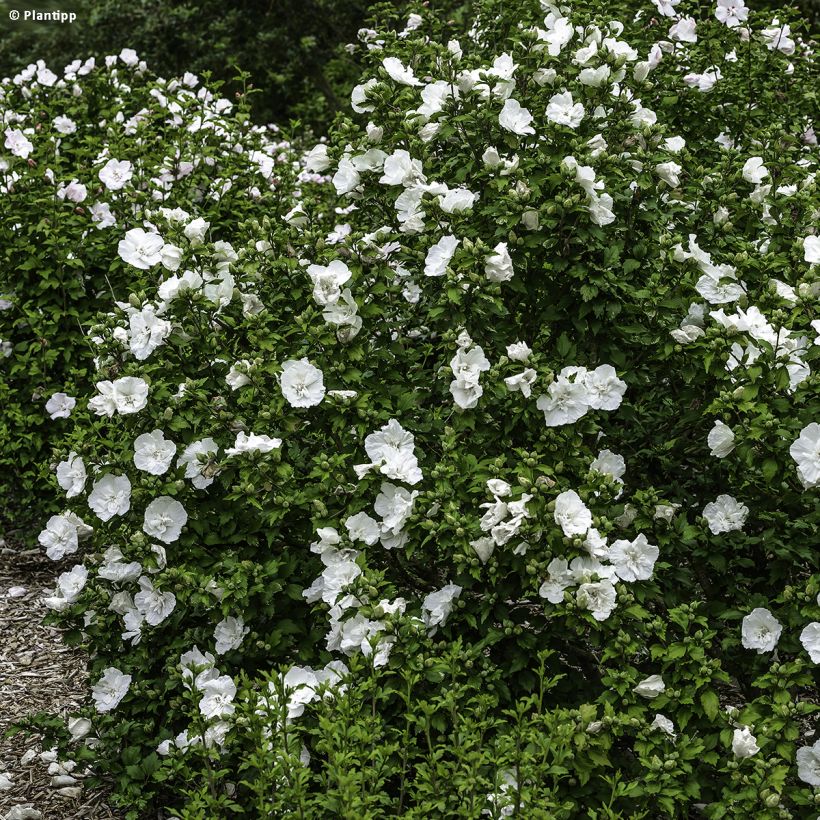 Syyrianhiiskus White Chiffon (Kasvutapa)