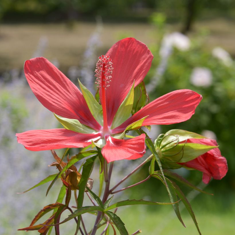 Hibiskus - Hibiscus coccineus (Kukinta)
