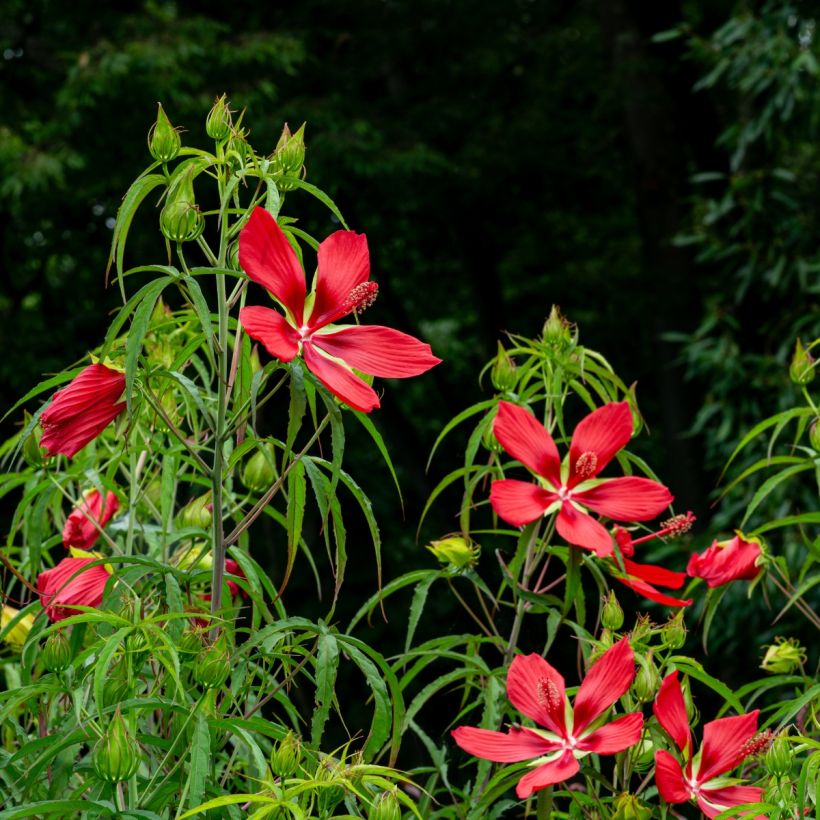 Hibiskus - Hibiscus coccineus (Kasvutapa)