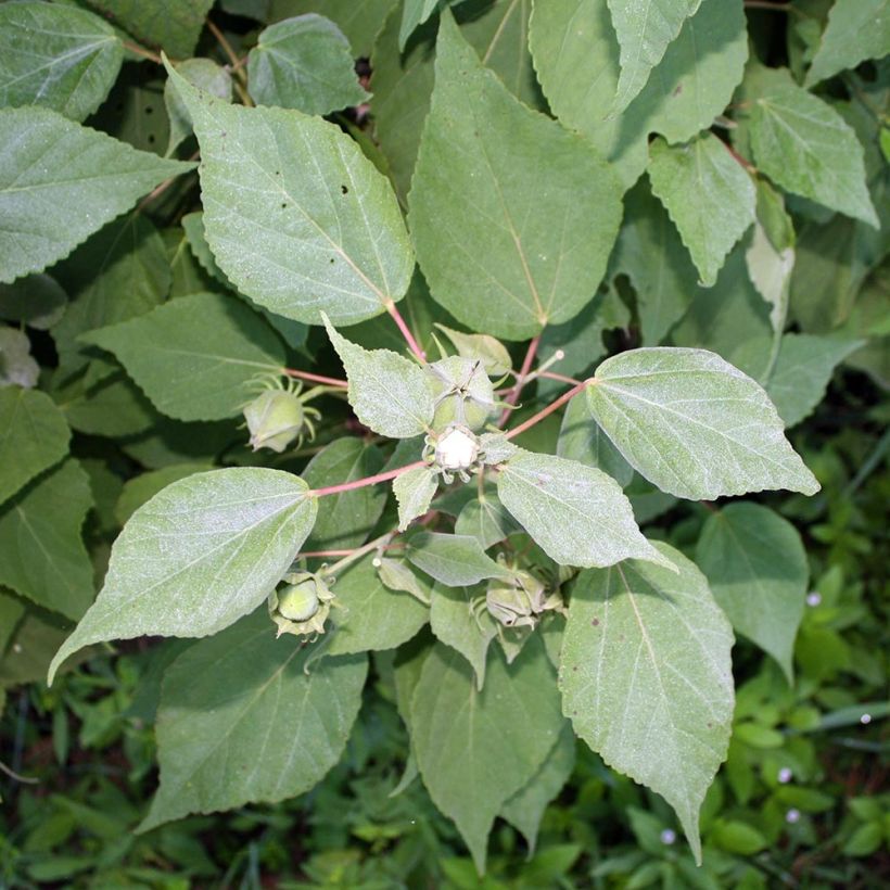 Jättihibiskus Fujin (Lehvistö)