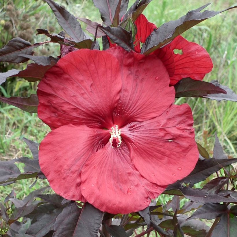 Jättihibiskus Carrousel Geant Red (Kukinta)
