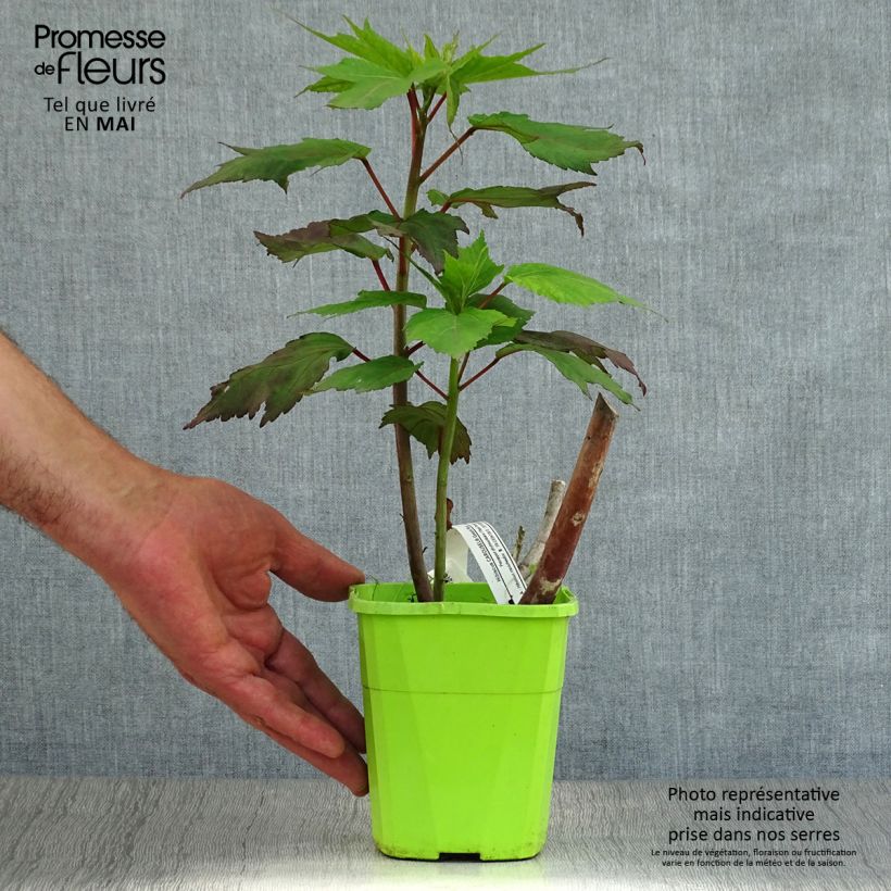 Esimerkki keväällä toimitetusta Jättihibiskus Carrousel Geant Red Ruukku 3L / 4L-taimesta
