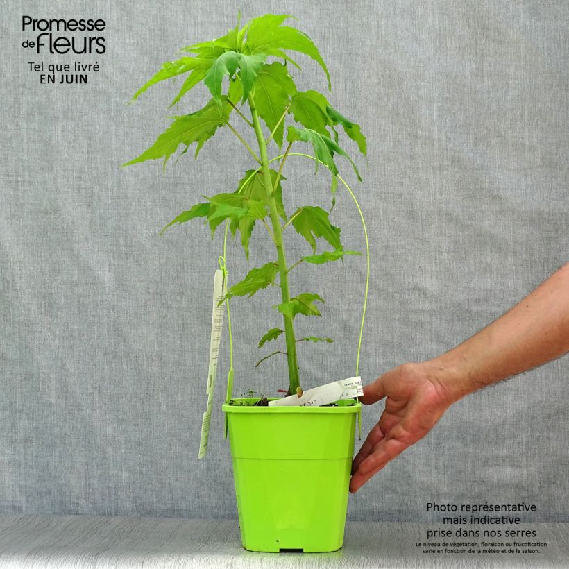 Esimerkki kesällä toimitetusta Jättihibiskus Carrousel Joli Coeur Pot de 3L/4L-taimesta