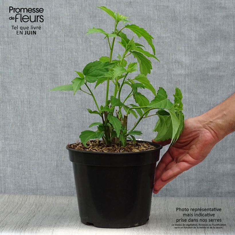 Esimerkki kesällä toimitetusta Jättihibiskus PLANET Griotte Pot de 3L/4L-taimesta