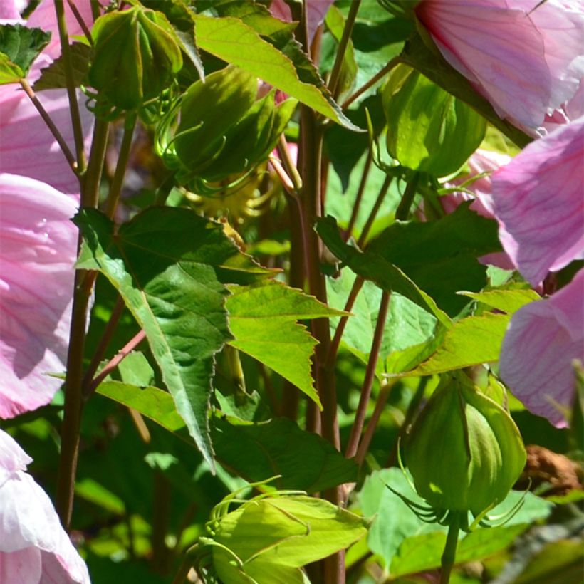 Jättihibiskus PLANET Solène (Lehvistö)