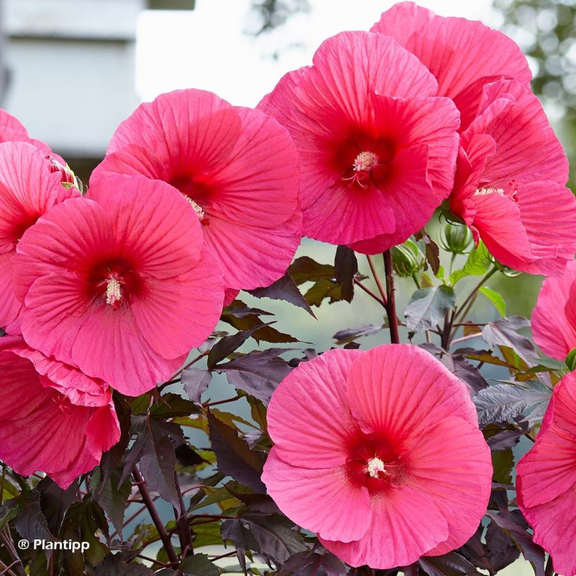 Jättihibiskus Carrousel Pink Passion (Kukinta)