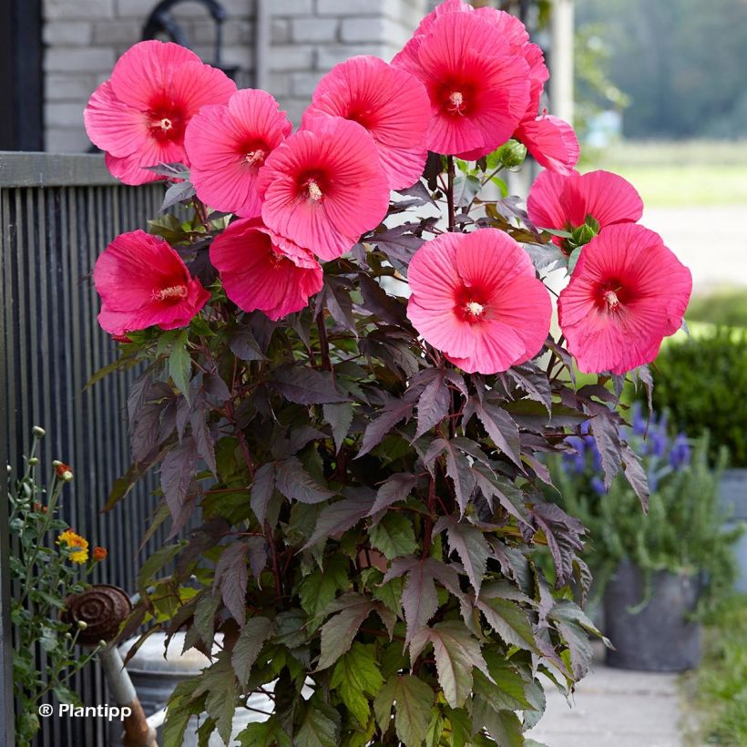 Jättihibiskus Carrousel Pink Passion (Kasvutapa)