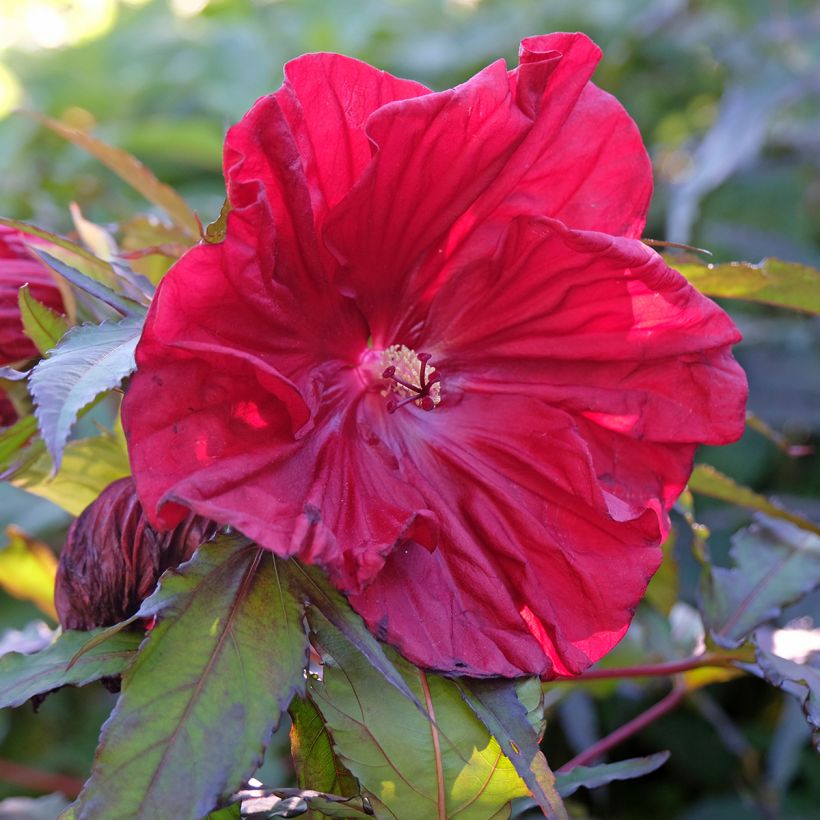 Jättihibiskus Carrousel Red Wine (Kukinta)