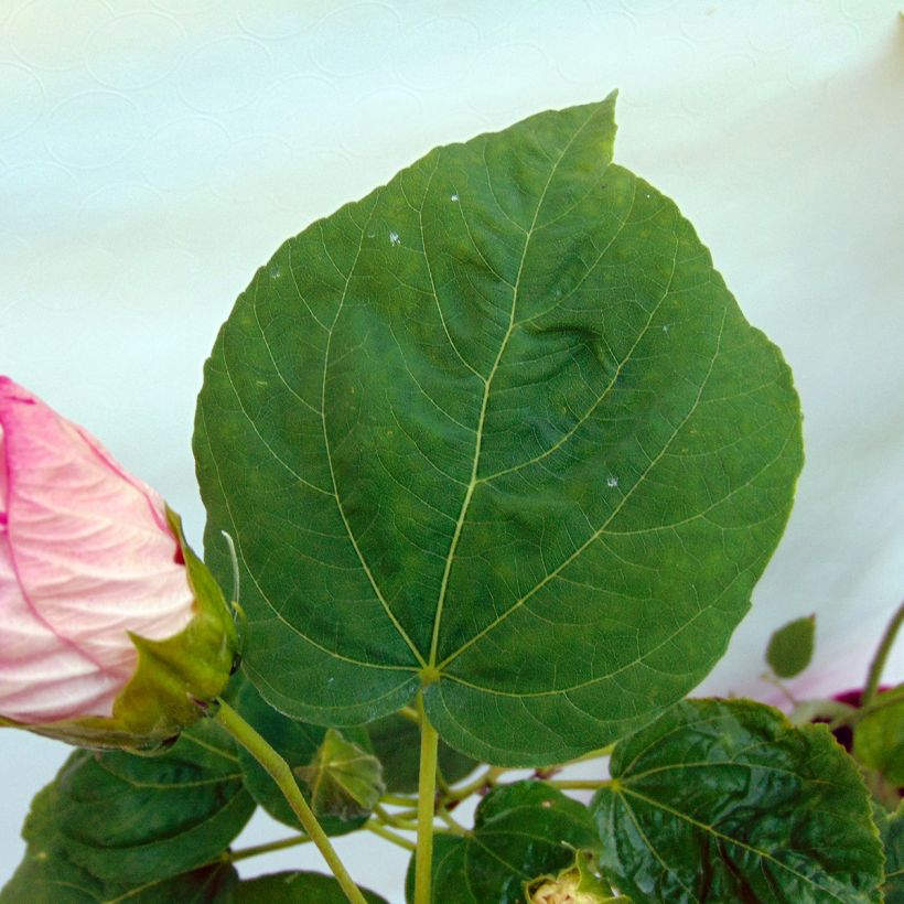 Jättihibiskus Rose (Lehvistö)