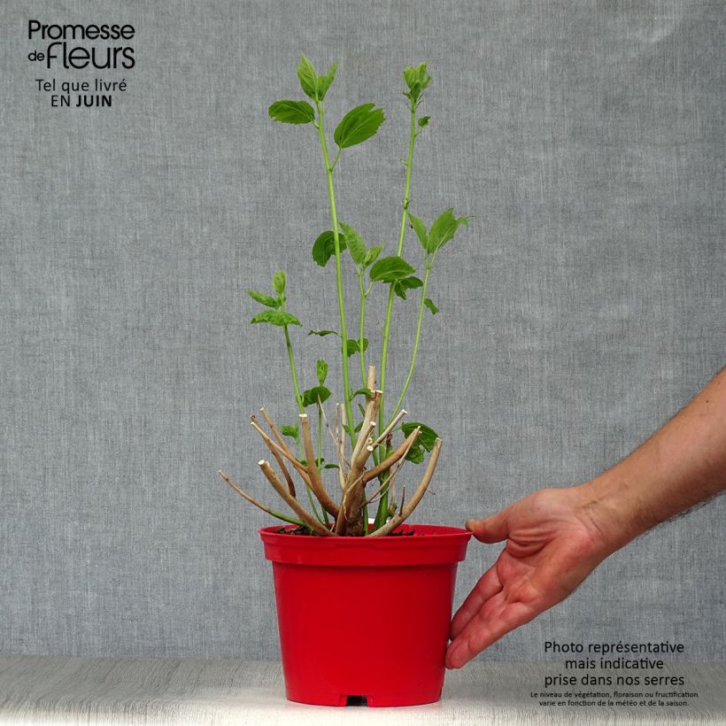 Esimerkki kesällä toimitetusta Jättihibiskus Rouge Pot de 2L/3L-taimesta