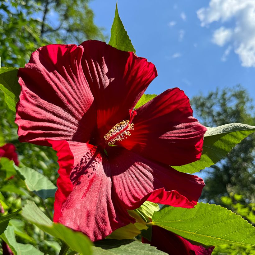 Jättihibiskus Rouge (Kukinta)