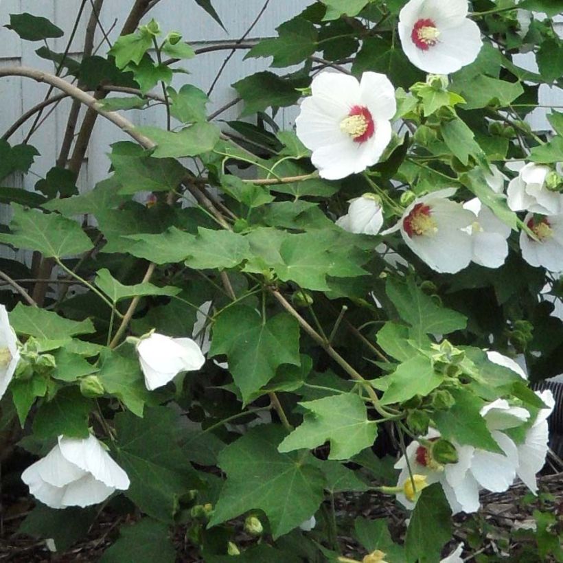 Hibiskus - Hibiscus paramutabilis (Lehvistö)