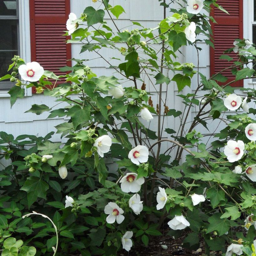 Hibiskus - Hibiscus paramutabilis (Kasvutapa)