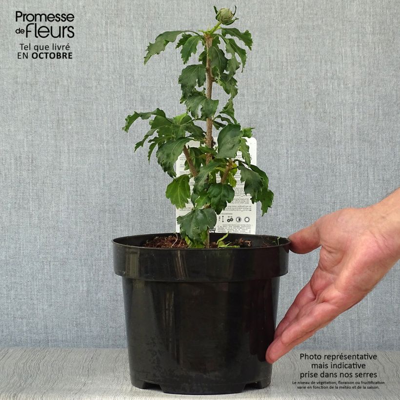 Esimerkki syksyllä toimitetusta Syyrianhiiskus Azurri Pot de 2L/3L-taimesta