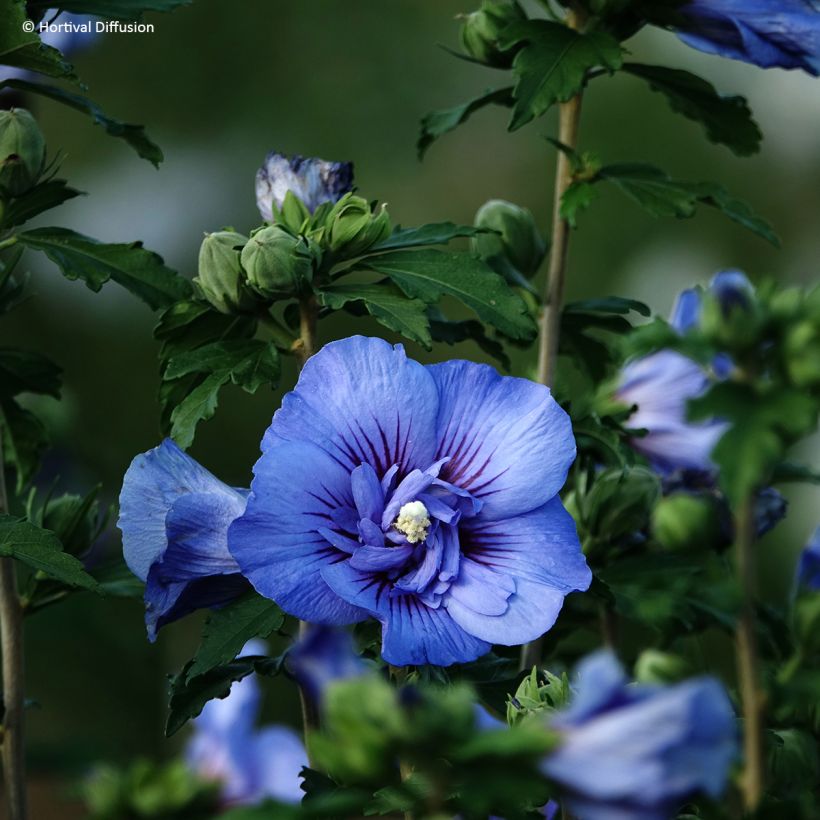 Syyrianhiiskus Beautifull Cobalt (Kukinta)