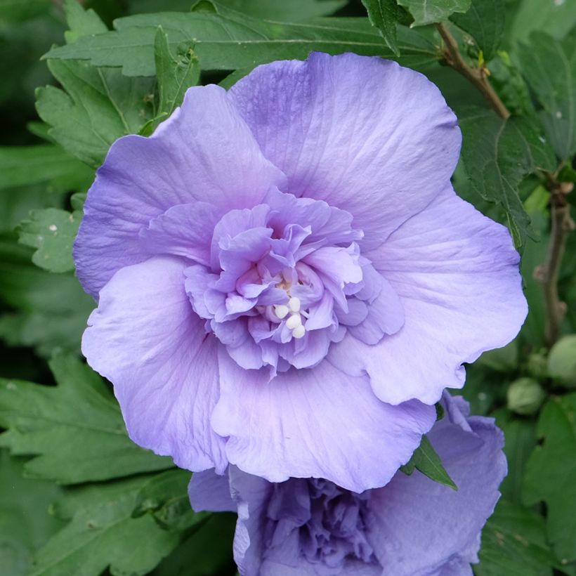 Syyrianhiiskus Blue Chiffon (Kukinta)