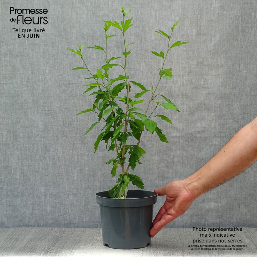 Esimerkki kesällä toimitetusta Syyrianhiiskus Blue Chiffon Pot de 2L/3L-taimesta