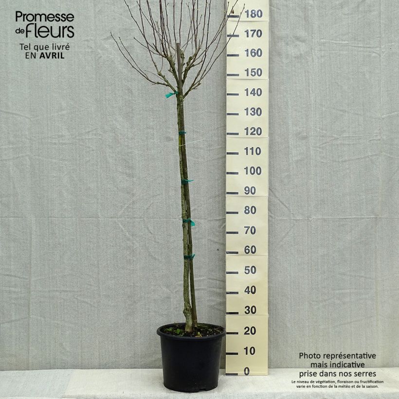 Esimerkki keväällä toimitetusta Syyrianhiiskus China Chiffon Pot de 12L/15L, Demi-Tige-taimesta