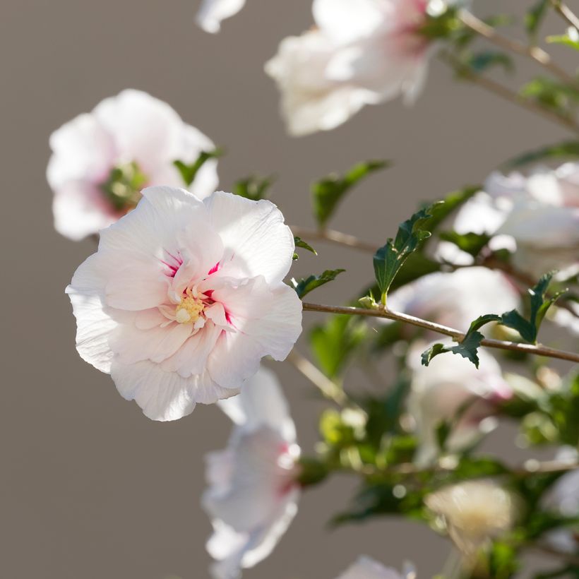 Syyrianhiiskus China Chiffon (Kukinta)