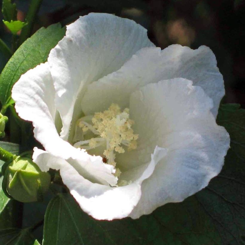 Syyrianhiiskus Diana (Kukinta)