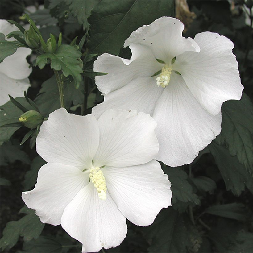 Syyrianhiiskus Eléonore (Kukinta)