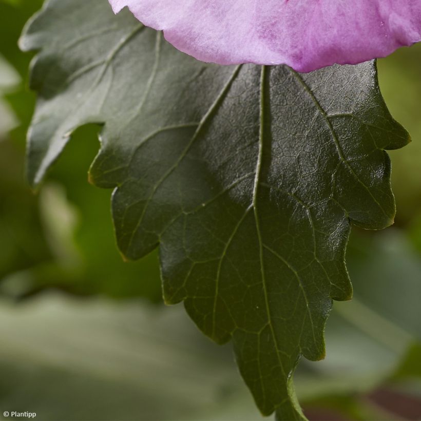 Syyrianhiiskus Flower Tower Purple (Lehvistö)