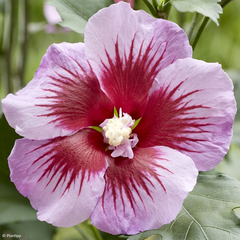 Syyrianhiiskus Flower Tower Purple (Kukinta)