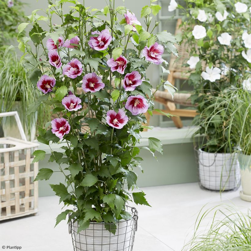 Syyrianhiiskus Flower Tower Purple (Kasvutapa)