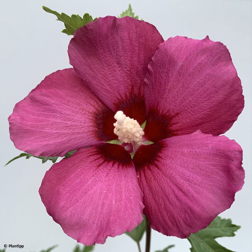 Syyrianhiiskus Flower Tower Ruby (Kukinta)