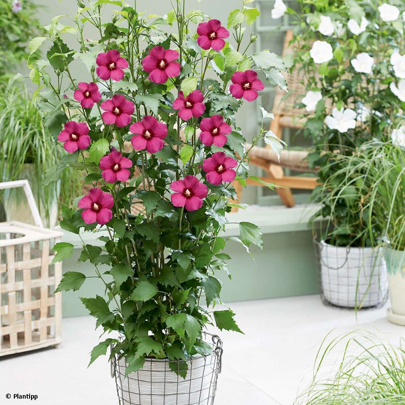 Syyrianhiiskus Flower Tower Ruby (Kasvutapa)