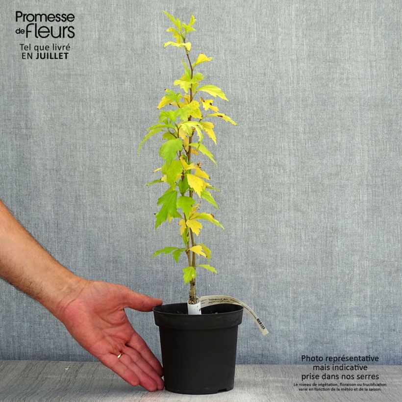 Esimerkki kesällä toimitetusta Syyrianhiiskus Flower Tower White Ruukku 1,5L / 2L-taimesta